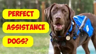 Why Labrador Retrievers Make the Best Assistance Dogs