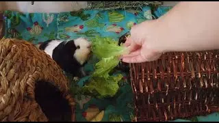 Morning Routine with 7 Guinea Pigs