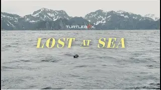 Turtlebox | Lost At Sea