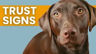 Ways Dogs Say "I Trust You"