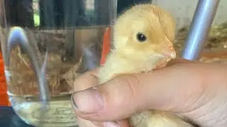 A Day with New Baby Chicks! (Adorable!!)