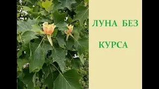 Луна без курса