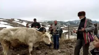 Унцукульский район с.Кахабросо Оц-бай