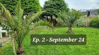 Episode 2: Palm Garden in Ålesund, Norway - Jubaea, Trachycarpus, Phoenix canariensis, Washingtonia