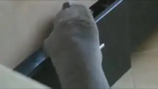 Смешные коты и кошки! Подписывайся на мой канал!