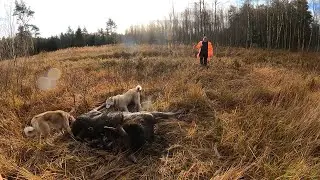 Охота #299 большая загонная на лося