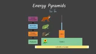 Energy Pyramids and Trophic Level's Notes