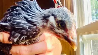 Moving Chicks OUTSIDE | We Almost Lost Them ALL