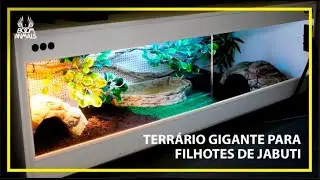 Terrário Gigante para Filhote de Jabuti 2021