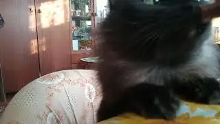 котик хочет шоколадку