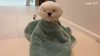 말티즈 강아지의 은밀한 목욕시간🦦