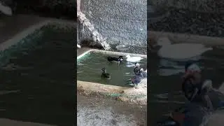 mandarin and wood ducks