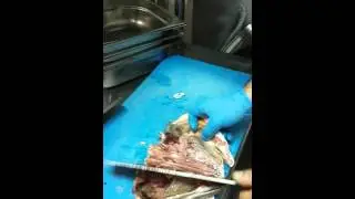 Minekop balığının taşları..