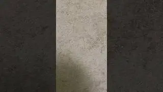 у ШТРЭБУХа дома завелись блохи