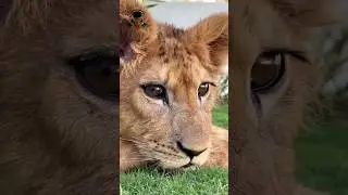 Animals transformation #viral #animalsofyoutube #shorts