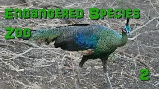Endangered Species Zoo | Part 2: Green Peafowl - Zoo Tycoon 2