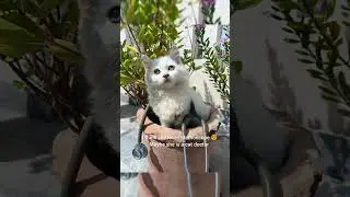 Fluffy 😽😍🥰 my special pre birthday gift🎈🎉 I can't wait to meet you cattu🥺🎉 #pet  #cat
