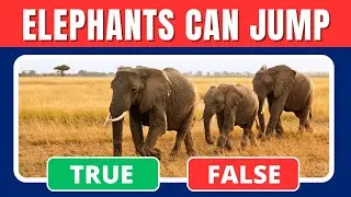 True Or False Animal Edition ✅❌