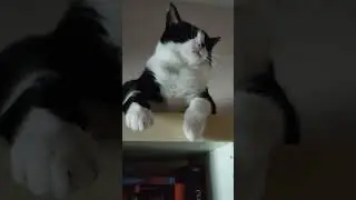Хранитель библиотеки 😎
