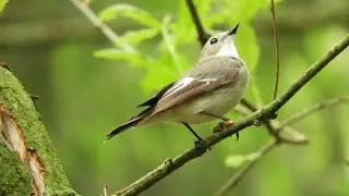 birds sound status, good morning birds sound status, morning birds sound status, birds sound status