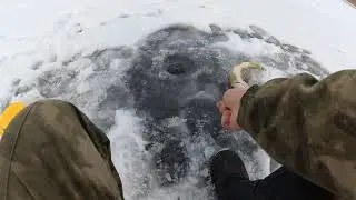 Жерлицы. Первая щука 2021