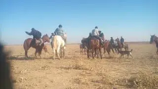 Акдала Талгат кокпар