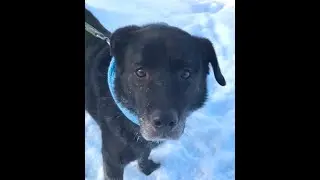ПОТАП - собака для частного дома