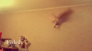 Сова Фидель! Сипуха! Сова играет с лазерной указкой!