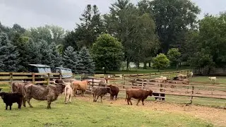 Morning feeding!!!  What does morning feeding look like at Fluffy Feather Farm for the cows?