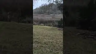 Wild Florida | Mediumship by Picasso