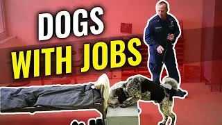 Why every correctional facility should have a canine program | Major Mark Flynn Interview