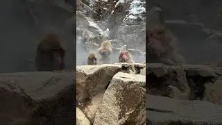 Japan right now 🐒 🌨️ ♨️ 