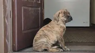 щенки Войс Вельд