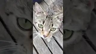Надо сделать мурр. Дрессировка кошки #animal #животные