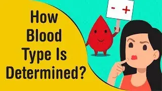 How Blood Type Is Determined? What Are Different Blood Types? | AniMoGraphic
