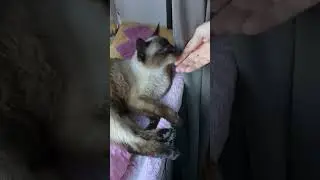 Королева расслабляеться#Shorts
