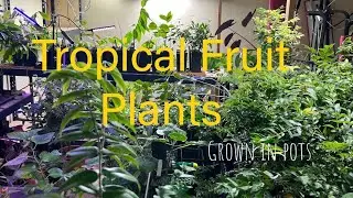 Tropical fruit plant UPDATE
