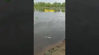 Вятка. ловля судака на живца.