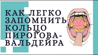 Как легко запомнить кольцо Пирогова-Вальдейра
