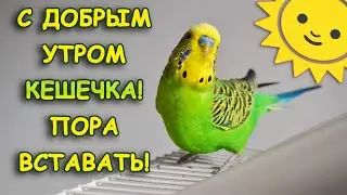 Good morning, Mr Kesha the budgie! Wake up! English subtitle!