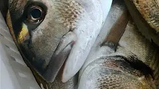 AĞDA NELER NELERR VAR🐟🐠🔴🐠AĞ İLE DEV ÇUPRALAR VE SARGOZLAN🔴🐠🟡🐟🟢BİR BALIKÇININ GÜNLÜĞÜ➡️EN ZEVKLİ AN 🐠