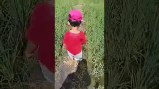 cari belut sama keong di sawah #shorts #subscribe #shortsfeed