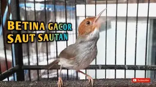 PRENJAK BETINA SAUT SAUTAN BIKIN PRENJAK DI SEKITARNYA NGAMUK
