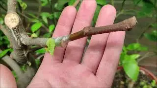 Інжири, фейхоа, хурма, гранати та лохина. Коротенька прогулянка по екзотам. Травень 2024.