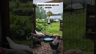 Super EASY way to keep the Japanese beetles out of the garden #shorts #gardening #chickens #tips