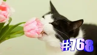 Без кота и жизнь не та приколы💖😹🐾