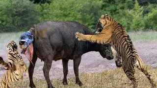The Miracle Happens When Two Tigers Surround The Mother And Daughter Of The Buffalo Family?