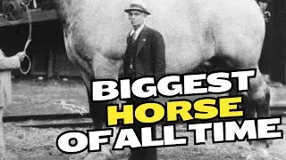 The Largest Horse Ever Recorded Was Bigger Than a Car