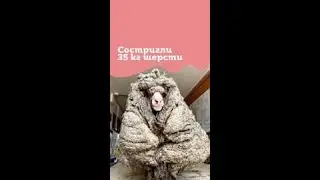 СОСТРИГЛИ 35 КГ ШЕРСТИ!!!😱😱😱