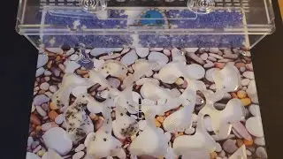 Моя муравьиная ферма! 😀🐜